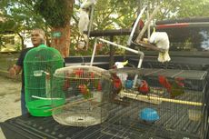Tawarkan Burung Langka di Facebook, Warga Gorontalo Ditangkap