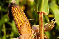 Pemerintah Akan Tanam Jagung Serentak di Lahan 1,7 Juta Hektar, Polisi Awasi Distribusi Pupuk Subsidi