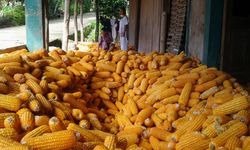 Begini Hitungan Kementan Soal Surplus Produksi Jagung