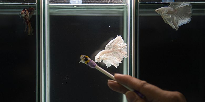 Foto dirilis Kamis (1/10/2020), memperlihatkan seekor ikan cupang jenis halfmoon dilatih untuk disiapkan mengikuti kontes di aquarium milik peternak Tiano Morello di Bogor, Jawa Barat. Di tengah lesunya sejumlah penjualan selama pandemi Covid-19, ikan cupang (Betta sp.) justru muncul menjadi primadona seiring banyaknya peminat dan penjualan yang melonjak pesat.