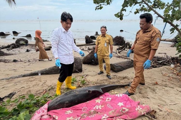 Lumba-lumba Penuh Luka Terdampar di Balikpapan, Diselamatkan 2 Kali Akhirnya Mati