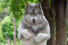 Pria Jepang Habiskan Rp 317 Juta untuk Berubah Jadi Serigala