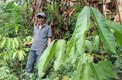 Dari Berburu ke Petani Gaharu