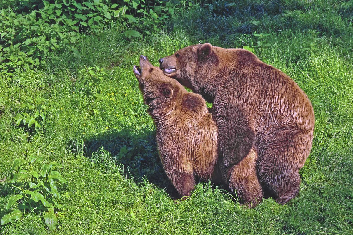 ilustrasi beruang kawin