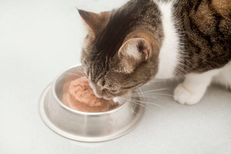 ilustrasi kucing makan makanan basah.