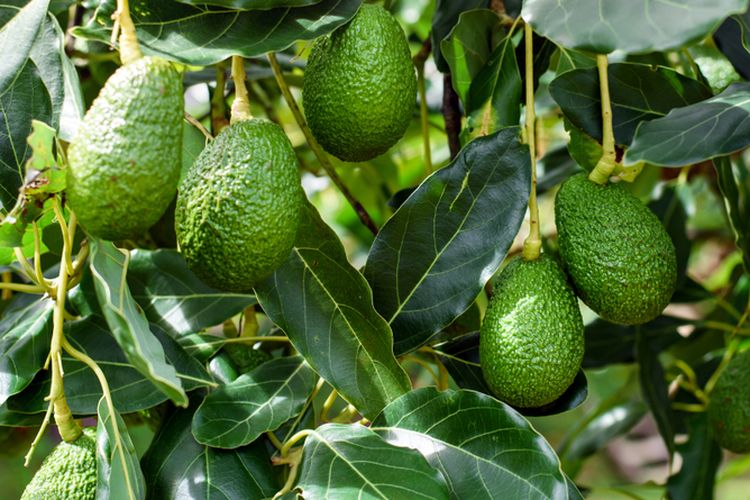 Ilustrasi buah alpukat di pohon, pohon alpukat,