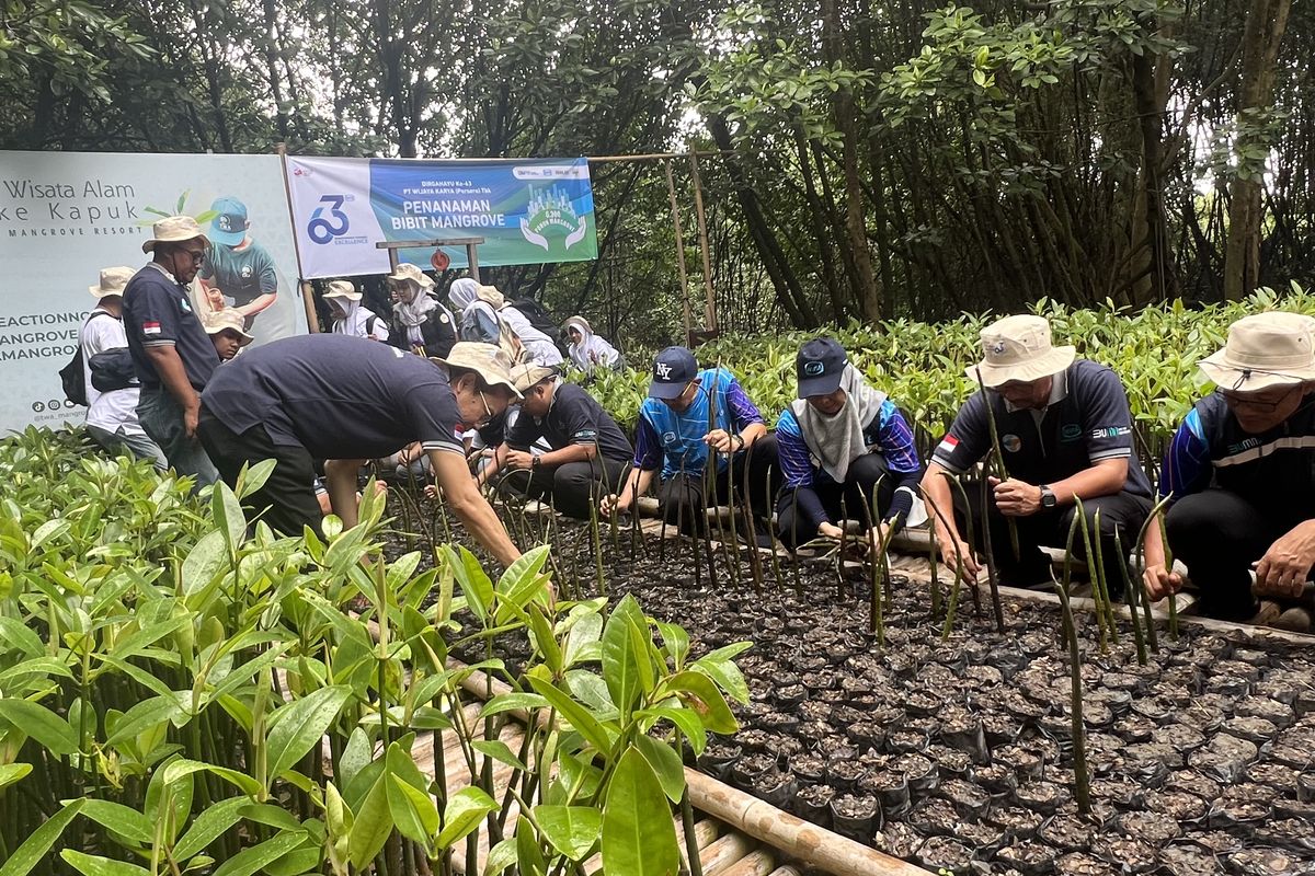 PT Wijaya Karya (Persero) Tbk akan melaksanakan penanaman 20.000 bibit mangrove pada tahun 2023 ini.