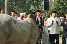 Jokowi Serahkan Sapi 1,4 Ton ke Masjid Baitul Faizin di Cibinong