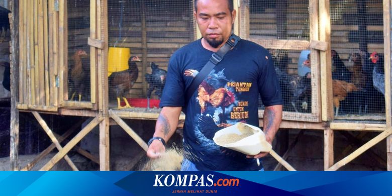 Kisah Rofin, Sarjana Pendidikan yang Pilih Beternak Ayam Kampung dan Sukses Atasi Stunting - Vimarsana News