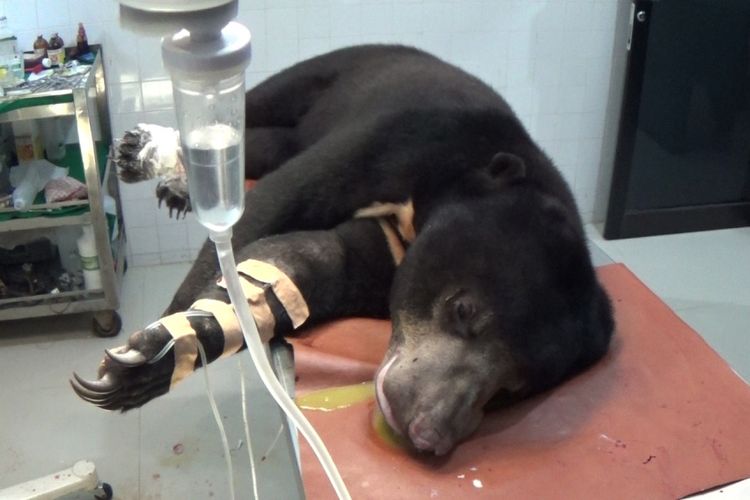 Seekor beruang madu berjenis kelamin betina ditemukan warga di kabupaten Aceh Utara dalam kondisi luka parah, pihak BKSDA dan tim Medis memutuskan untuk mengamputasi kaki beruang tersebut demi menyelamatkan hidupnya.