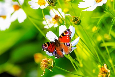 Apa Manfaat Kupu-kupu dalam Ekosistem?