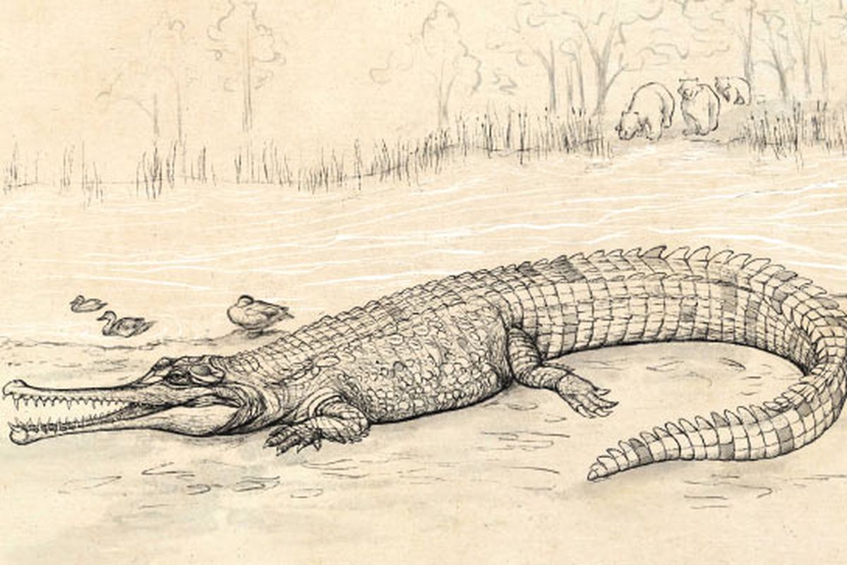 Gunggamarandu maunala, spesies baru buaya raksasa yang ditemukan di Australia. Dengan panjang 7 meter, reptil ini pernah menjelajahi Bumi di zaman prasejarah.