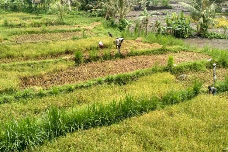 Petani sekitar Gunung Agung terpaksa panen dini. Mereka khawatir dengan terjangan banjir lahar dingin, Senin (27/11/2017).