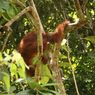 Indonesia Cetak Sejarah Dunia, Orangutan Seberangi Jembatan Gantung di Sumatera