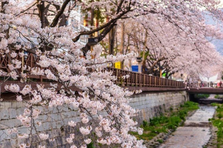 Sakura bermekaran saat musim semi di Jinhae, Korea Selatan. 