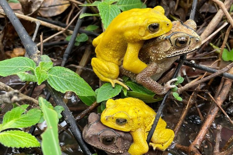 Dua pasang kodok Asia sedang kawin di Karnataka, India. Kodok kuning yang digambarkan adalah jantan dan kodok cokelat adalah betina.
