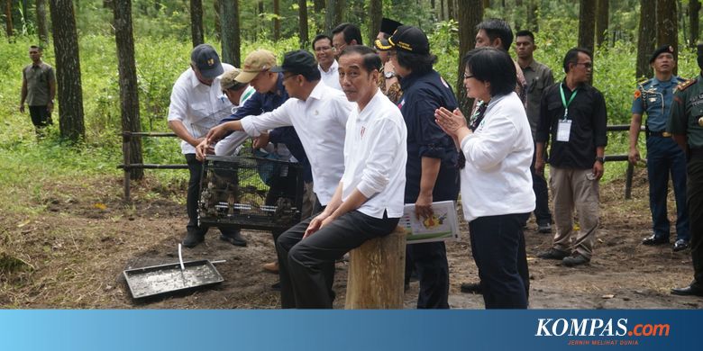 Jokowi Lepas Sepasang Elang Jawa, Abu dan Rossy, di Lereng Merapi