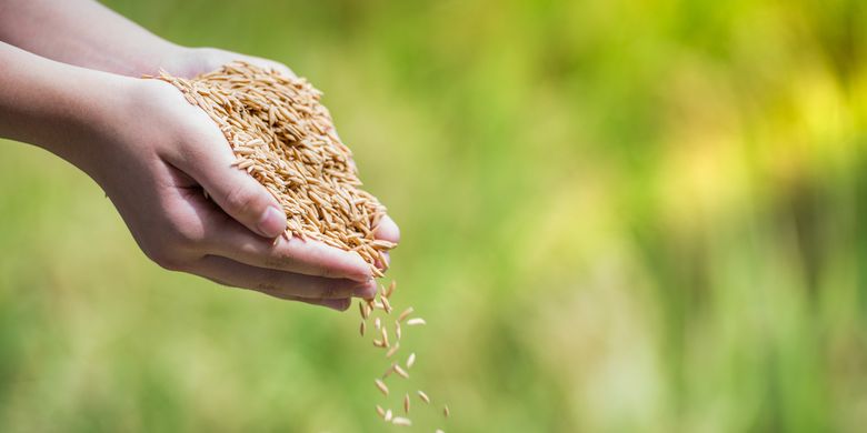 Ilustrasi padi, benih padi. Salah satu cara menyeleksi benih padi adalah dengan menggunakan air garam.