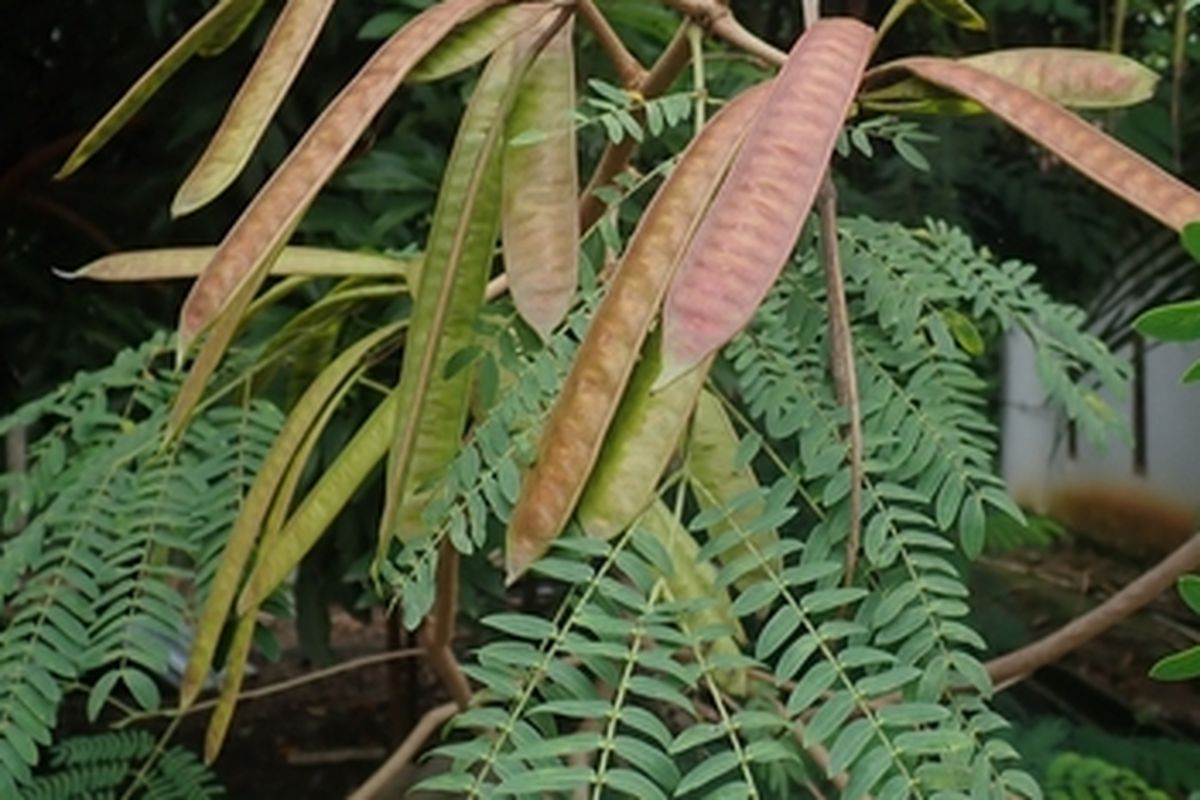 Tanaman lamtoro