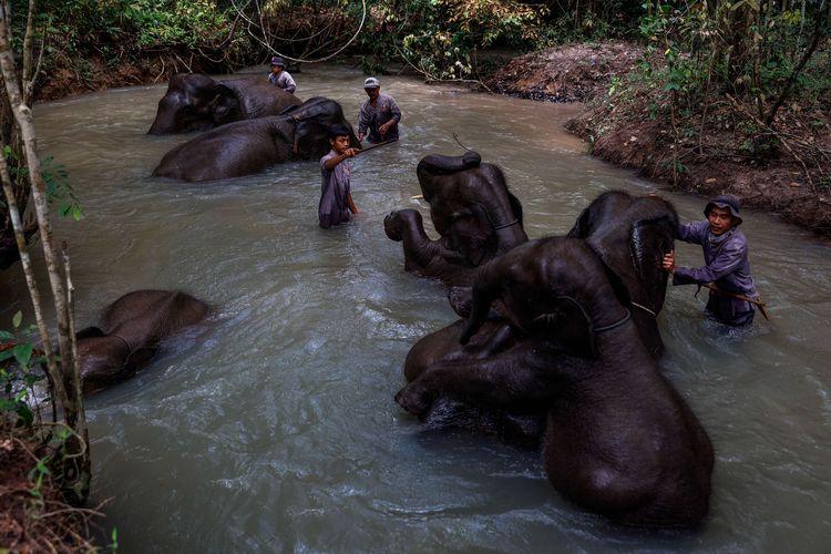 Mahout saat memandikan gajah di sungai sekitaran Camp ERU (Elephant Respons Unit) Tegal Yoso, Taman Nasional Way Kambas, Lampung Timur, Senin (4/1/2021). Total ada 8 gajah, 5 dewasa yang berpatroli di sekitaran Camp Tegal Yoso. Mereka mempunyai kewajiban untuk mencegah risiko konflik berbahaya antara manusia dan gajah liar di Taman Nasional Way Kambas.