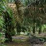 Meski Menjanjikan bagi Petani, Ekspor Sawit ke Eropa Masih Dibayangi Isu Deforestasi