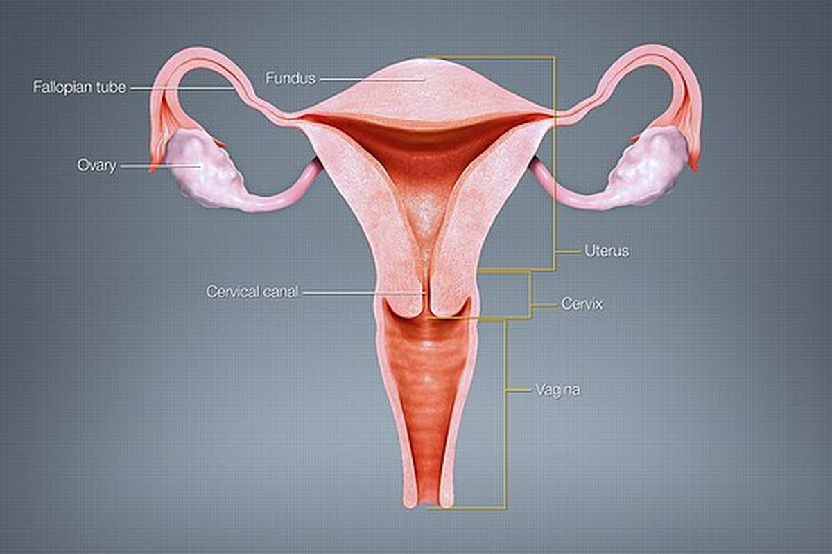 Rahim berperan penting dalam kesehatan dan fungsi reproduksi wanita. Ini organ berukuran sekecil apel, tapi berkembang seukuran semangka selama kehamilan.