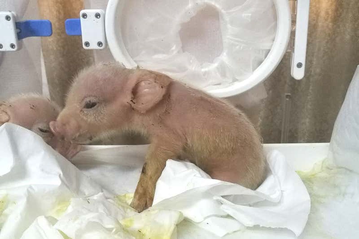 Chimera babi monyet pertama di dunia yang lahir di China.