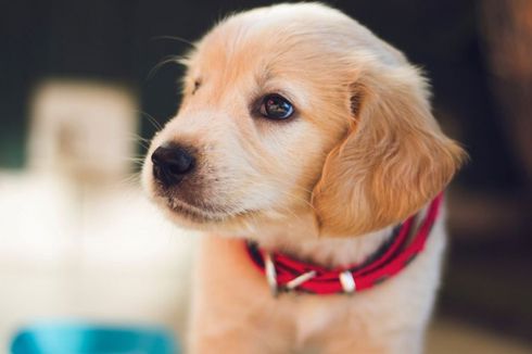 Inggris Segera Larang Penjualan Anak Anjing dan Kucing di Toko Hewan Peliharaan