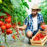 Hindari 5 Kesalahan Menanam Tomat Ini, Bisa Sebabkan Gagal Panen