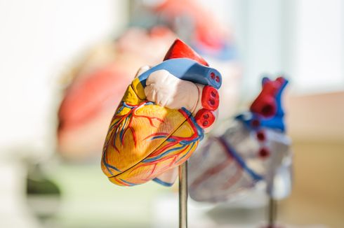 Apakah Faktor Risiko Penyakit Jantung Bisa Dicegah sejak Awal? Ahli Jelaskan