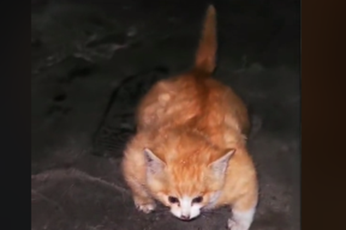 Viral, Video Kucing Kekar Berotot seperti Binaragawan, Apa Penyebabnya?