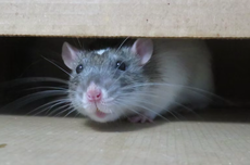 Tikus Mendengarkan Suara Kumisnya untuk Bertahan Hidup