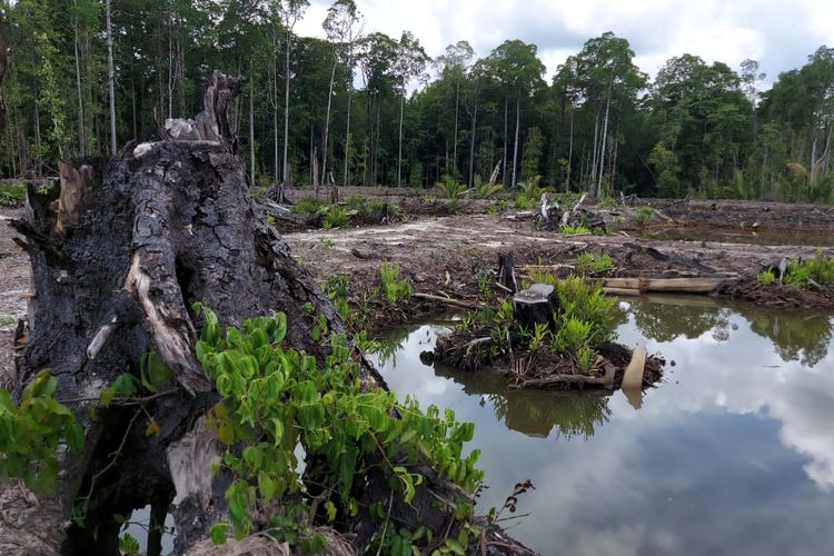 Lahan mangrove milik warga yang hendak dijadikan APL oleh pegawai BKSDA Teluk Bintuni Papua Barar 