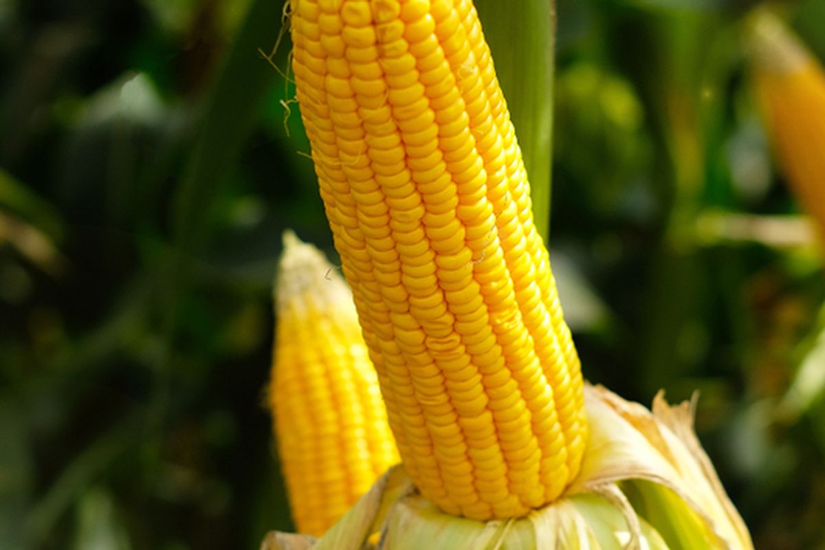 Ilustrasi jagung manis, tanaman jagung manis, menanam jagung manis.