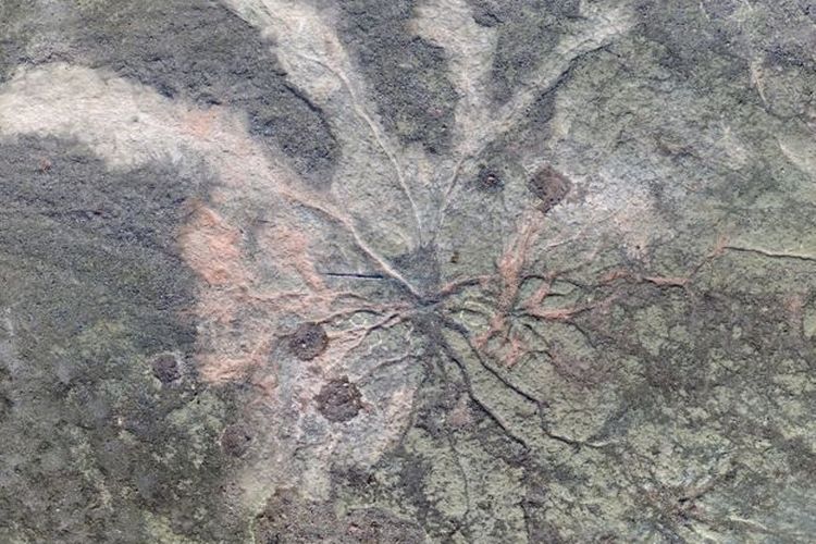 Salah satu sistem akar yang ditemukan di hutan purba, berusia sekitar 385 juta tahun lalu.