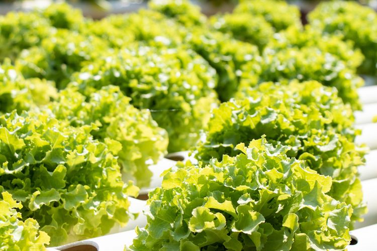 Ilustrasi selada hidroponik, menanam selada hidroponik. 