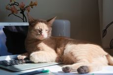 Ini Alasan Mengapa Kucing Suka Tidur di Atas Laptop