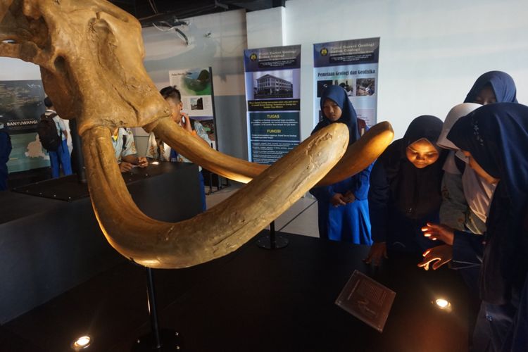 Replika fosil gajah purba yang dipamerkan oleh Musim Geologi di Banyuwangi