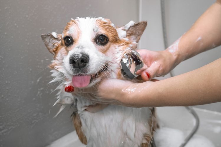 Ilustrasi anjing mandi atau memandikan anjing.