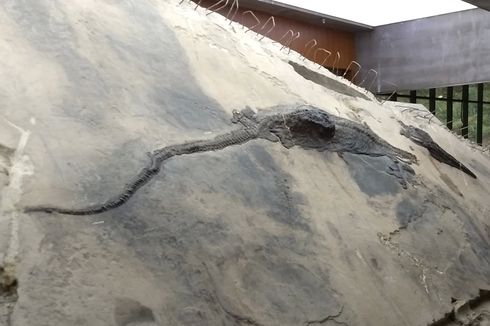 Fosil Baru dari Zaman Dinosaurus, Predator Besar dalam Perut Apex Predator Laut
