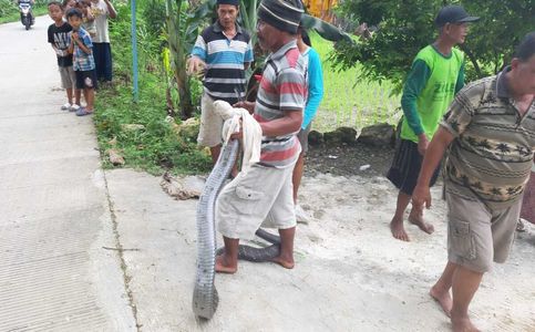 Animals Gone Wild: Indonesian Delivery Service Criticized for Delivering King Cobra