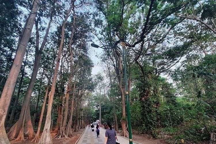 Jalan setapak diapit hutan rindang di Hutan Kota Universitas Indonesia (UI), Kampus UI Depok, Jawa Barat.