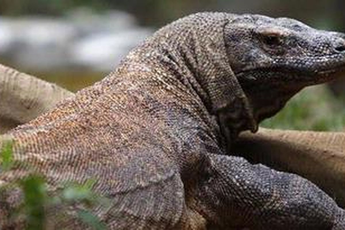 Komodo (Varanus komodoensis).