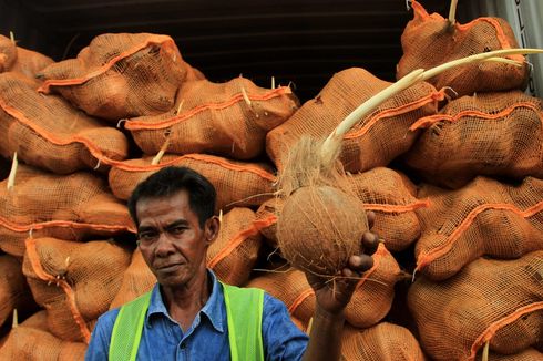 Penolakan 25 Kontainer Kelapa oleh Thailand karena Bertunas, Perusahaan Rugi Rp 2,5 Miliar
