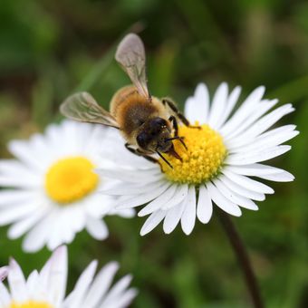 Jenis-jenis madu tergantung dari bunga yang dihampiri oleh lebah.