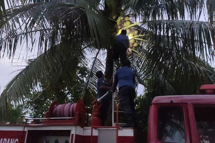 Petugas Damkar Padang mengevakuasi kucing hamil yang terjebak di atas pohon kelapa, Senin (18/4/2022)
