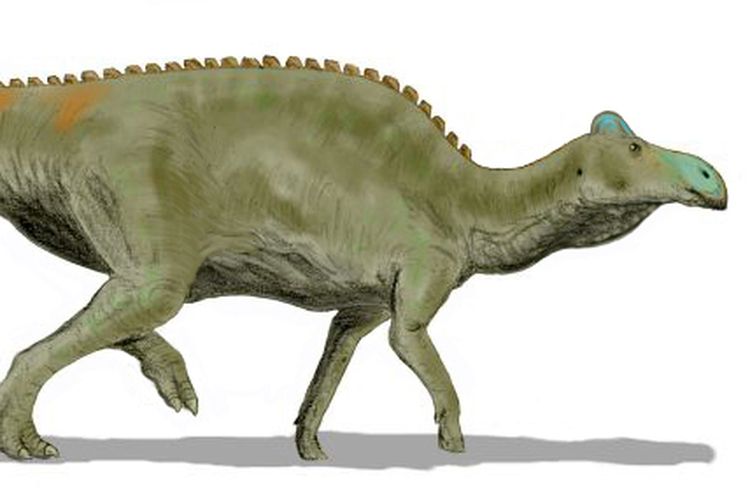 Ilustrasi hadrosaurus, dinosaurus berparuh bebek yang ditemukan di situs Cañadón Tomás, Argentina.