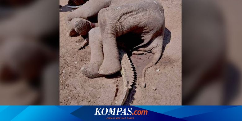 Kisah Nahas Dari Zambia Buaya Mati Tertindih Gajah Mati
