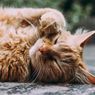 Kenapa Kucing Berguling-guling di Tanah?