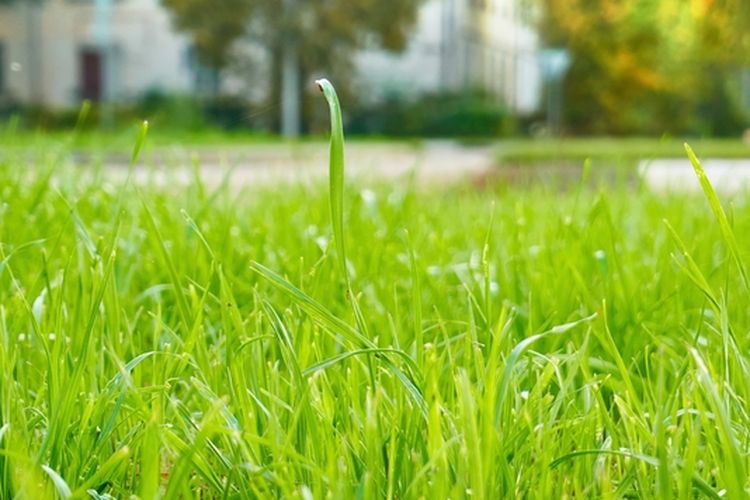 Ilustrasi rumput, rumput halaman rumah. 